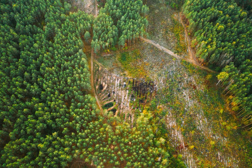 Aerial View Green Forest Deforestation Area Landscape. Top View Of Fallen Woods Trunks And Growing